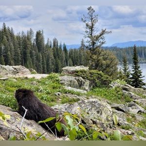 Meet your Posher, Neall